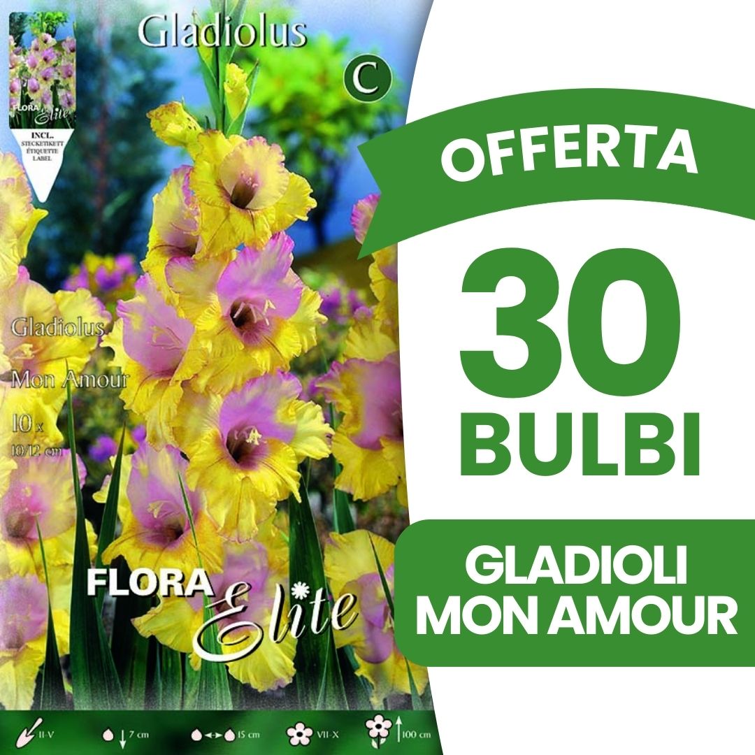 OFFERTA 30 BULBI GLADIOLI A FIORI GRANDI MON AMOUR