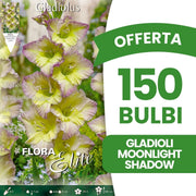 OFFERTA 150 BULBI GLADIOLI MOONLIGHT SHADOW