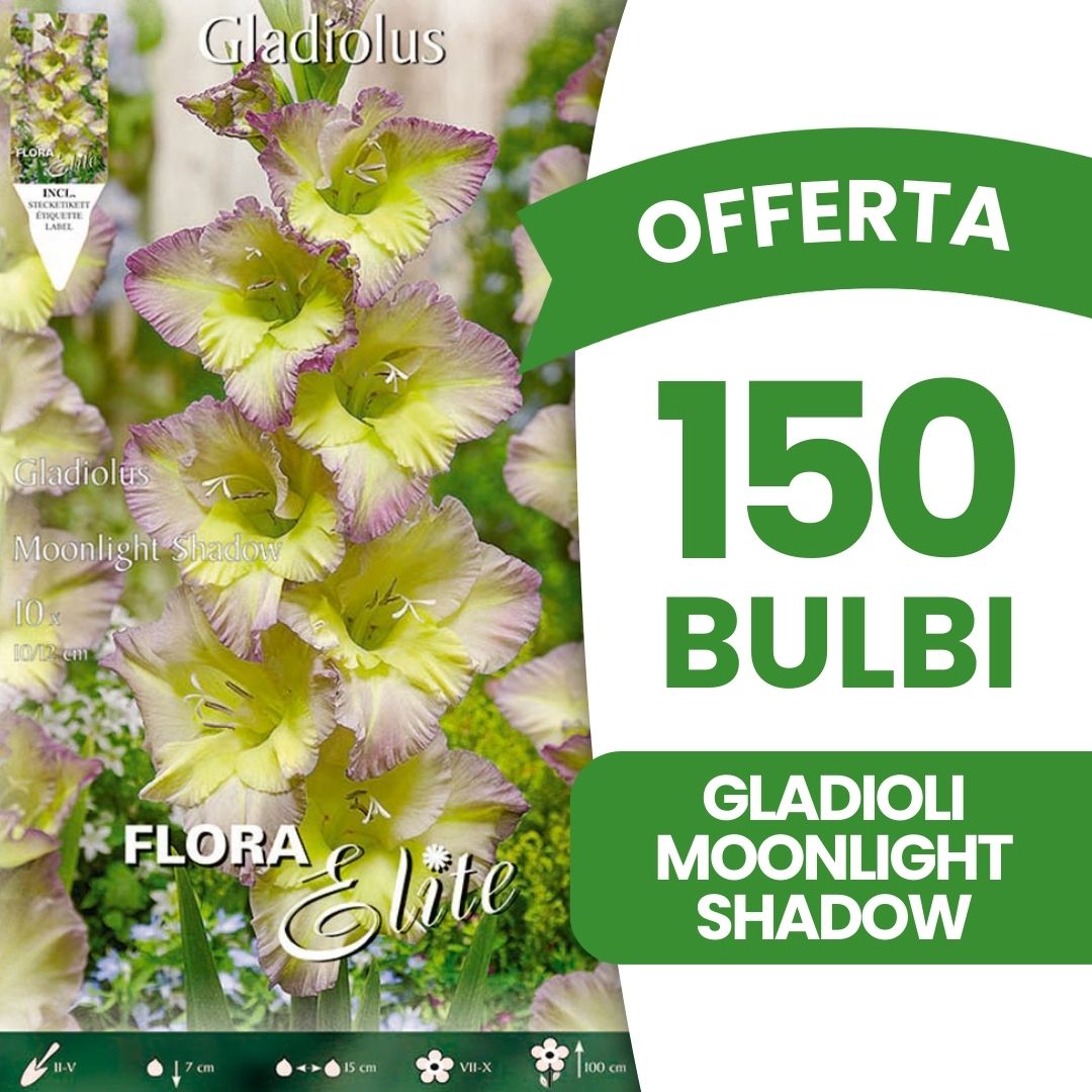 OFFERTA 150 BULBI GLADIOLI MOONLIGHT SHADOW