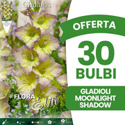 OFFERTA 30 BULBI GLADIOLI MOONLIGHT SHADOW