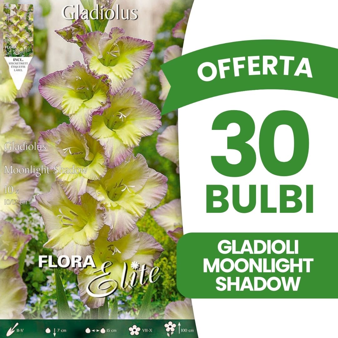 OFFERTA 30 BULBI GLADIOLI MOONLIGHT SHADOW