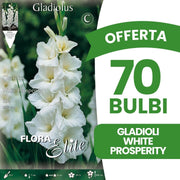 OFFERTA 70 BULBI GLADIOLI A FIORI GRANDI WHITE PROSPERITY