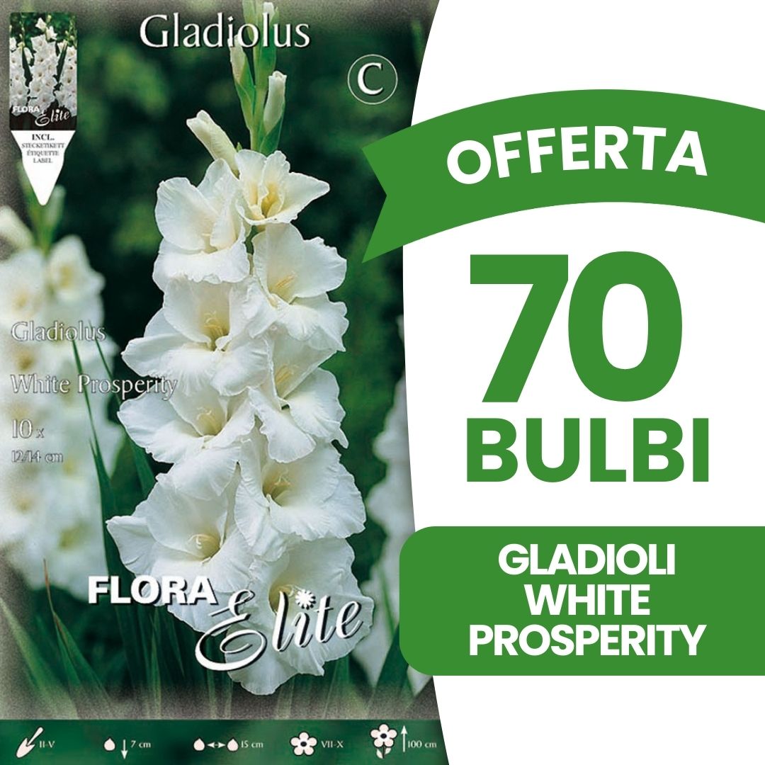 OFFERTA 70 BULBI GLADIOLI A FIORI GRANDI WHITE PROSPERITY
