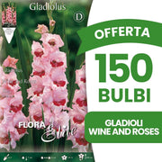 OFFERTA 150 BULBI GLADIOLI A FIORI GRANDI WINE AND ROSES