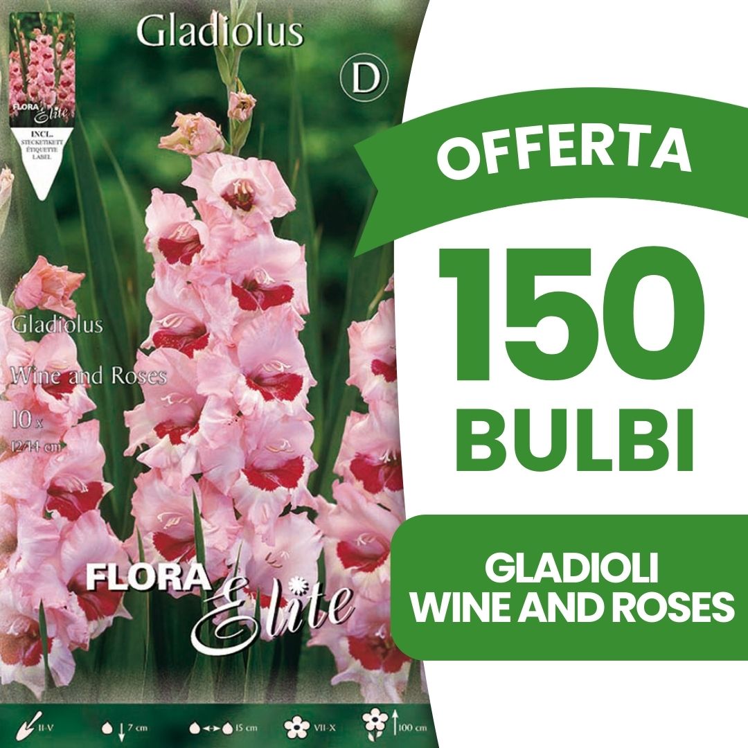 OFFERTA 150 BULBI GLADIOLI A FIORI GRANDI WINE AND ROSES