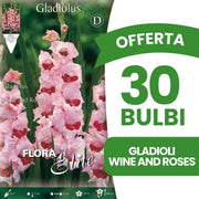 OFFERTA 30 BULBI GLADIOLI A FIORI GRANDI WINE AND ROSES