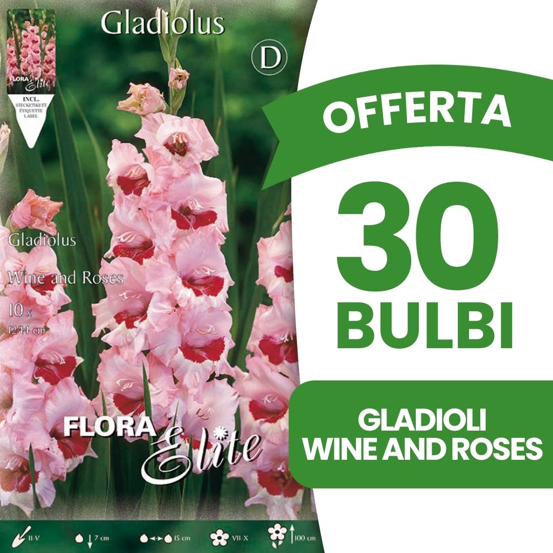 OFFERTA 30 BULBI GLADIOLI A FIORI GRANDI WINE AND ROSES
