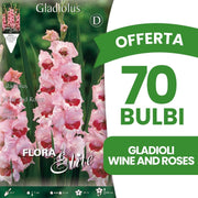 OFFERTA 70 BULBI GLADIOLI A FIORI GRANDI WINE AND ROSES