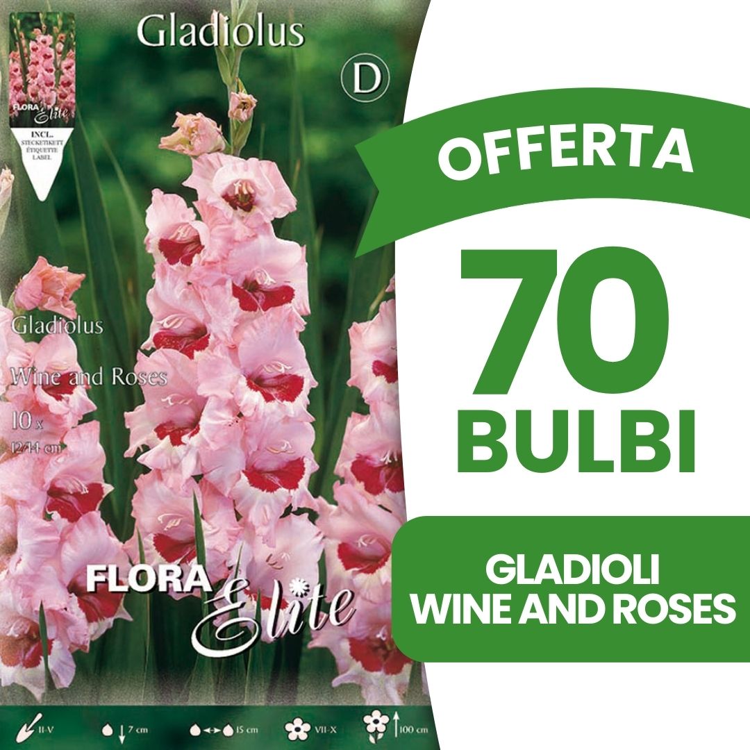 OFFERTA 70 BULBI GLADIOLI A FIORI GRANDI WINE AND ROSES