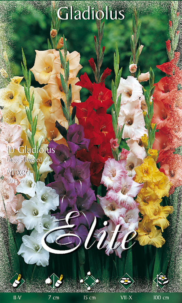 OFFERTA 70 BULBI GLADIOLI A FIORI GRANDI MIX DI COLORI