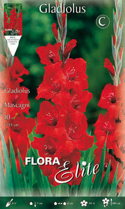 GLADIOLI A FIORI GRANDI MASCAGNI (CONFEZIONE DA 10 BULBI)