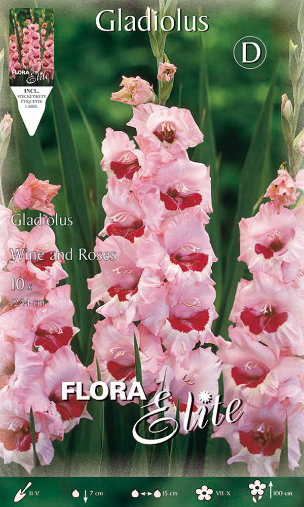 OFFERTA 150 BULBI GLADIOLI A FIORI GRANDI WINE AND ROSES