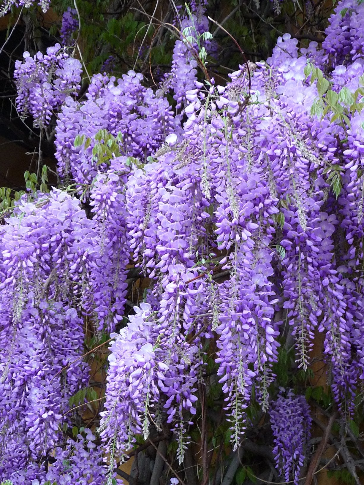 GLICINE WISTERIA SINENSIS VASO 18CM