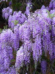 GLICINE WISTERIA SINENSIS PROFILIC VASO 17CM