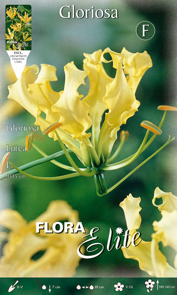 OFFERTA 6 BULBI GLORIOSA LUTEA