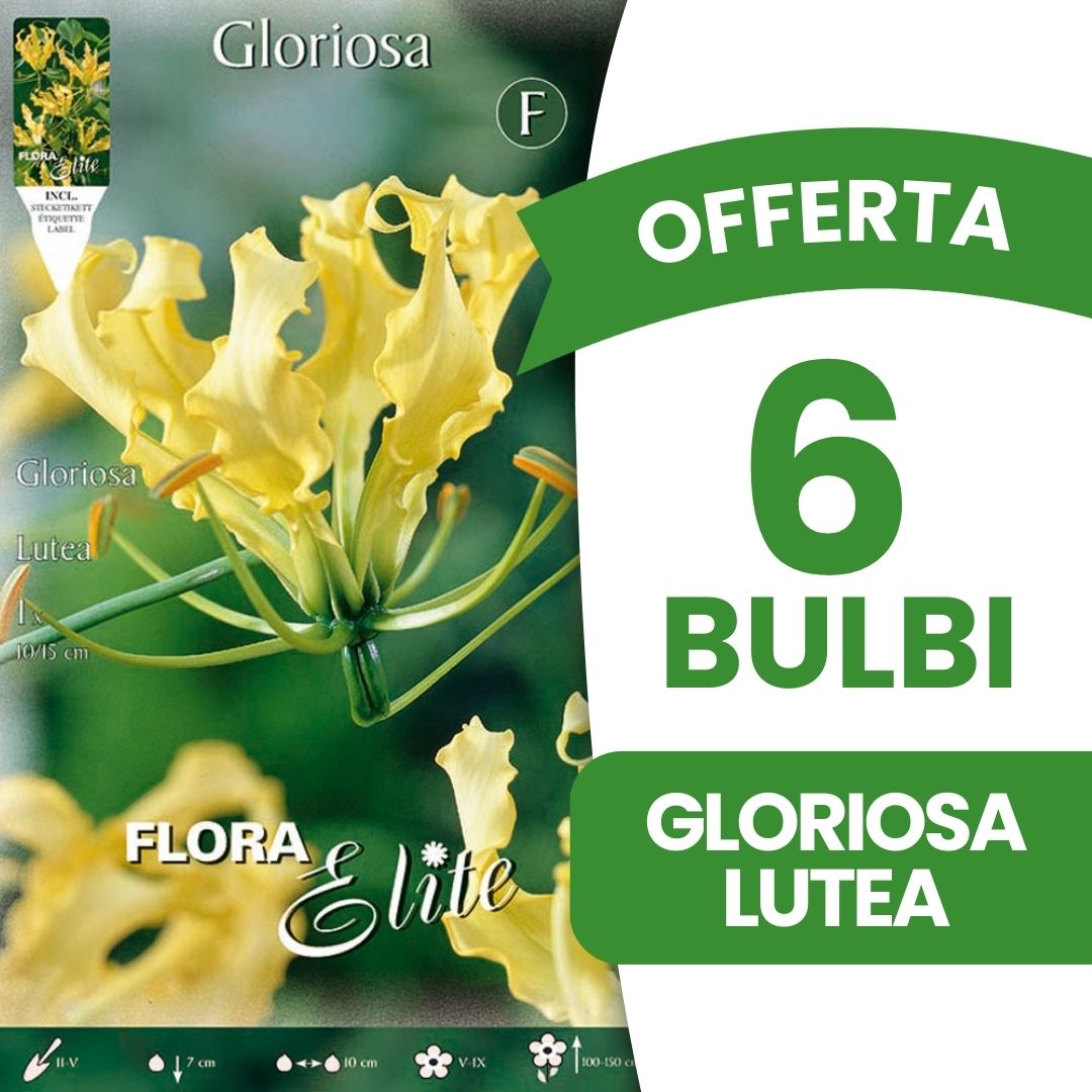 OFFERTA 6 BULBI GLORIOSA LUTEA