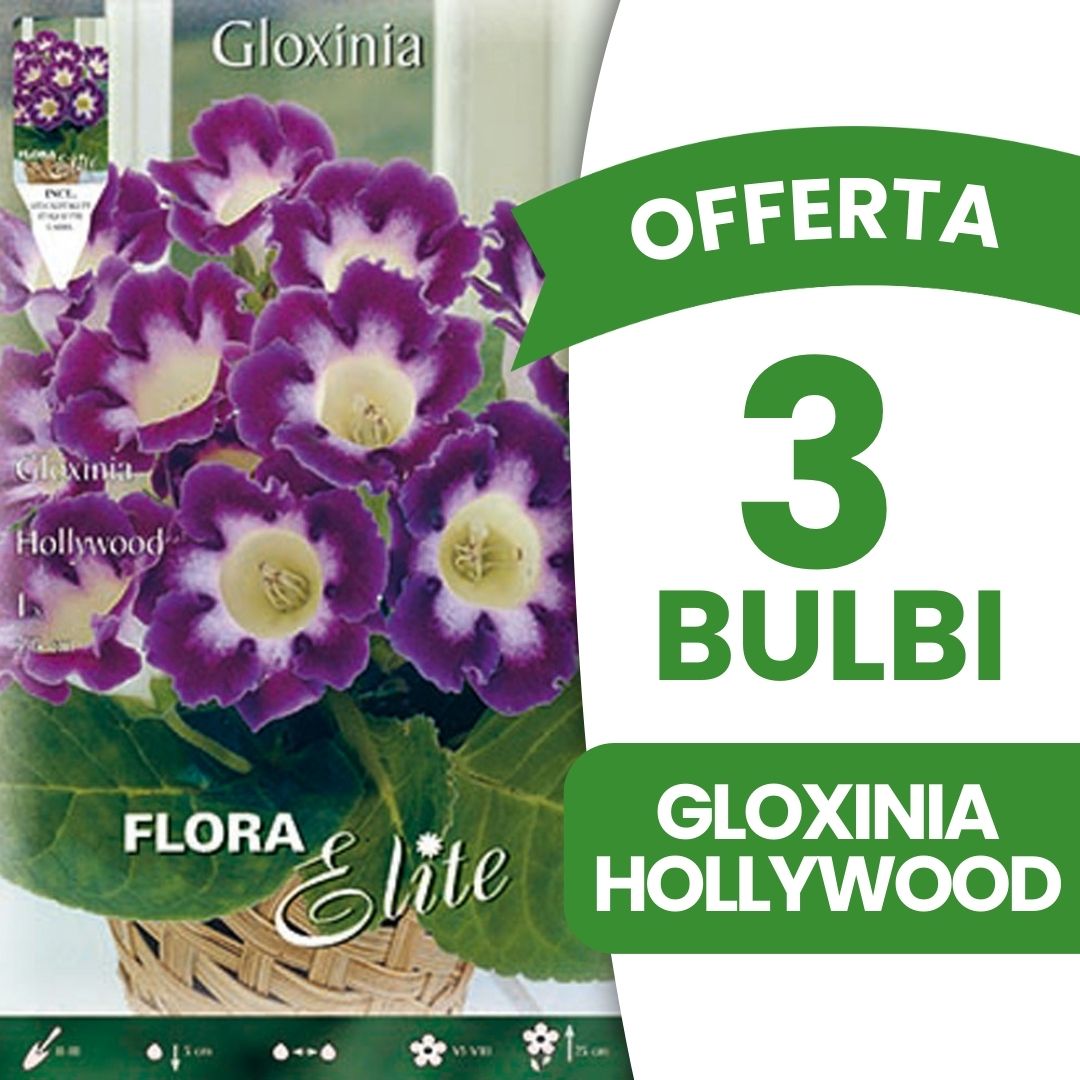 OFFERTA 3 BULBI GLOXINIA HOLLYWOOD