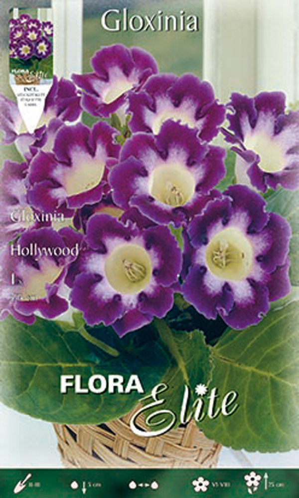 OFFERTA 3 BULBI GLOXINIA HOLLYWOOD