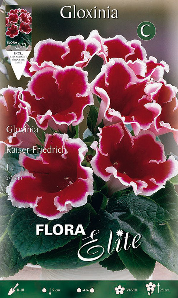 OFFERTA 3 BULBI GLOXINIA KAISER FRIEDRICH
