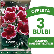 OFFERTA 3 BULBI GLOXINIA KAISER FRIEDRICH