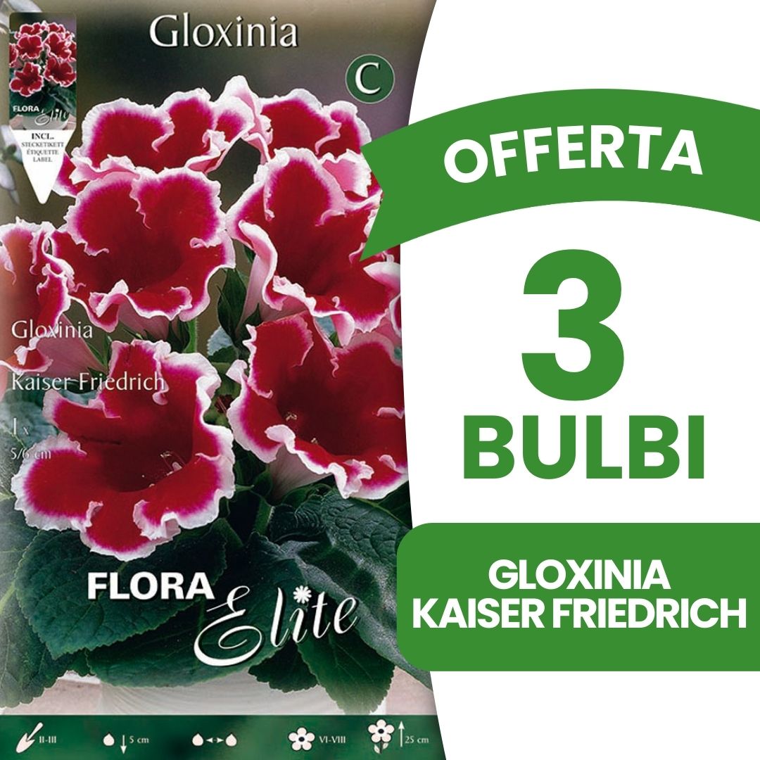 OFFERTA 3 BULBI GLOXINIA KAISER FRIEDRICH