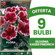 OFFERTA 9 BULBI GLOXINIA KAISER FRIEDRICH