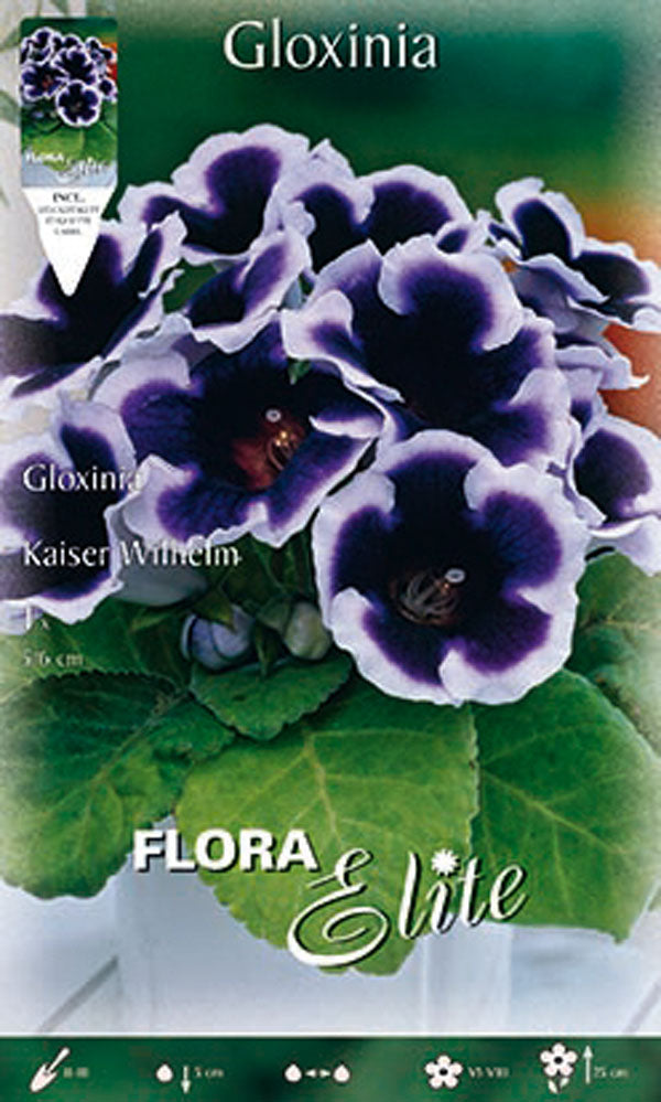 OFFERTA 9 BULBI GLOXINIA KAISER WILHELM