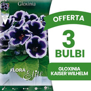 OFFERTA 3 BULBI GLOXINIA KAISER WILHELM