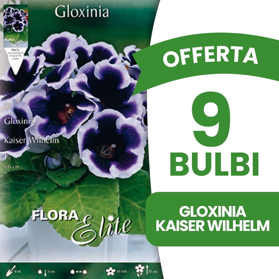 OFFERTA 9 BULBI GLOXINIA KAISER WILHELM