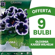 OFFERTA 9 BULBI GLOXINIA KAISER WILHELM