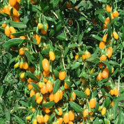GOJI GIALLO AMBER SWEET IN VASO 15CM