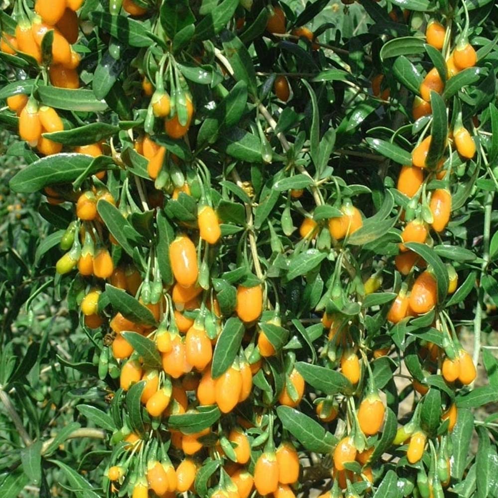GOJI GIALLO AMBER SWEET IN VASO 15CM