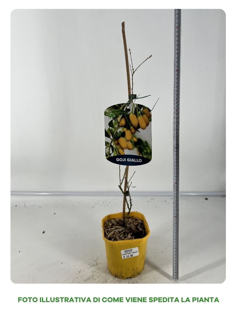 GOJI GIALLO AMBER SWEET IN VASO 15CM