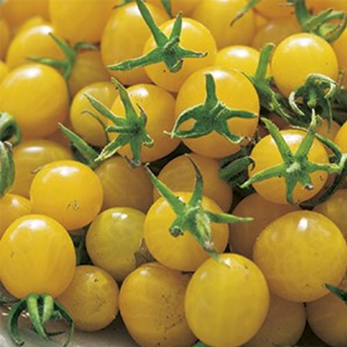 3 PIANTE IN VASO Ø10CM DI POMODORO CILIEGIA GIALLO GOLD