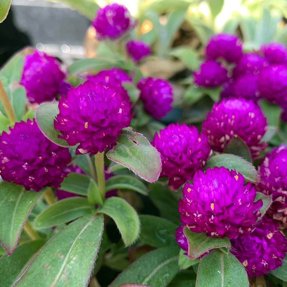 GOMPHRENA IN VASO DA 13CM