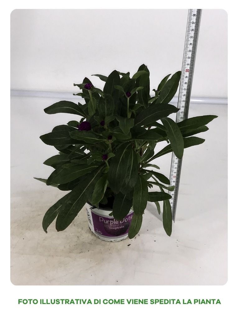 GOMPHRENA IN VASO DA 13CM