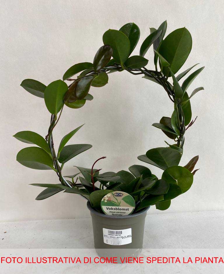 HOYA AUSTRALIS FIORE DI CERA VASO CON ARCO 14CM