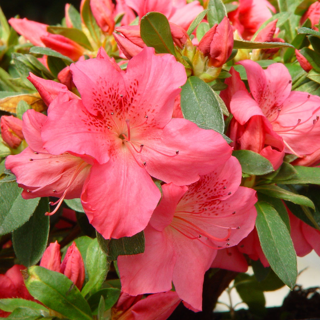 AZALEA JAPONICA RUSTICA GORBELLA VASO 15CM