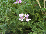 PELAGORNIUM GERANIO ODOROSO LIMONE VASO 26CM