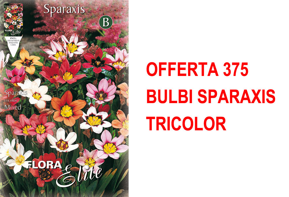 OFFERTA 375 BULBI SPARAXIS TRICOLOR