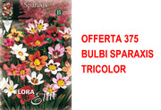 OFFERTA 375 BULBI SPARAXIS TRICOLOR