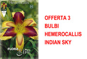 OFFERTA 3 BULBI HEMEROCALLIS INDIAN SKY