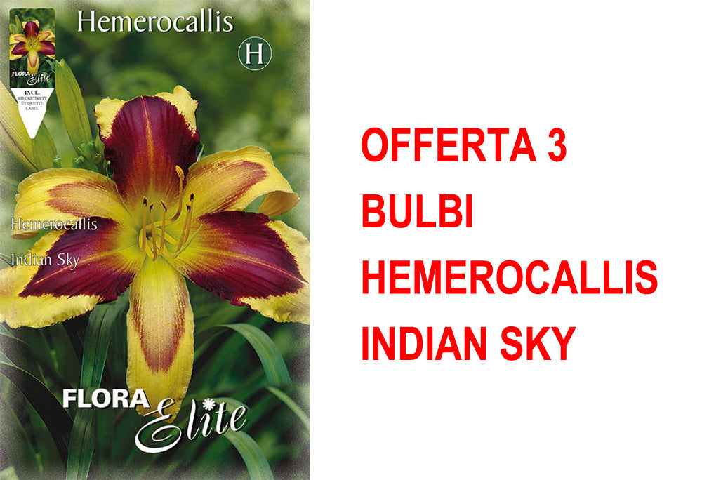 OFFERTA 3 BULBI HEMEROCALLIS INDIAN SKY
