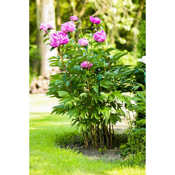 PERNO STANDARD PER SOSTEGNO PIANTE DA 7 MM-75 CM