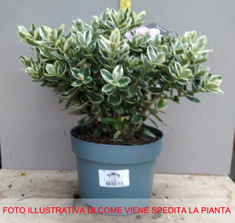 HEBE KATRINA VASO 17CM