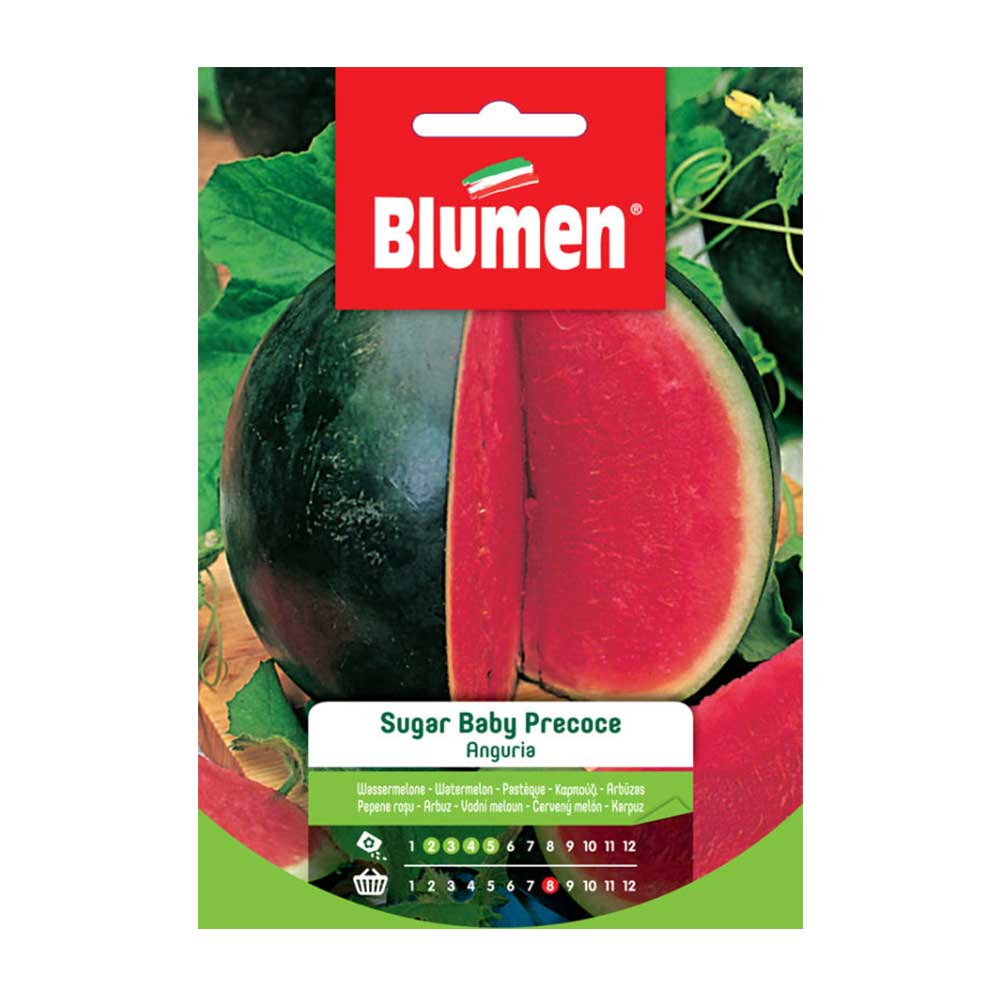 SEMI ANGURIA SUGAR BABY PRECOCE BLUMEN