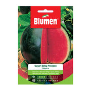 SEMI ANGURIA SUGAR BABY PRECOCE BLUMEN