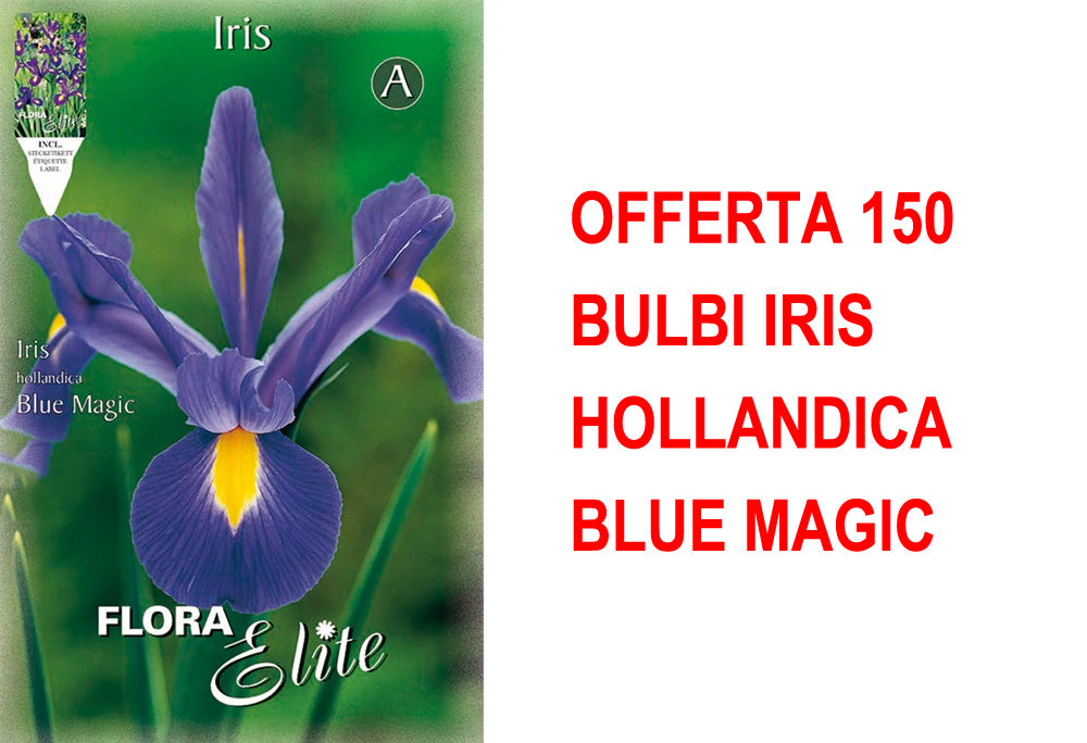 OFFERTA 150 BULBI IRIS HOLLANDICA BLUE MAGIC
