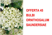 OFFERTA 45 BULBI ORNITHOGALUM SAUNDERSIAE