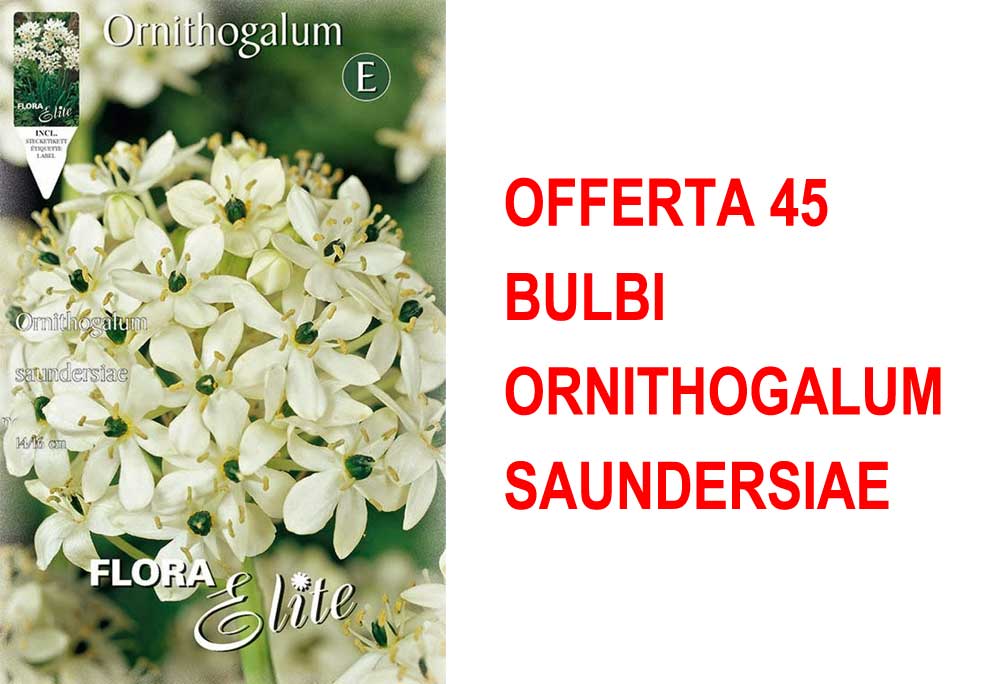 OFFERTA 45 BULBI ORNITHOGALUM SAUNDERSIAE
